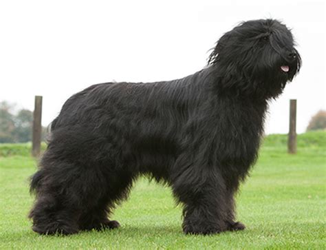 Briard | Breeds A to Z | The Kennel Club