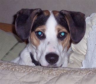 Jack-A-Bee Dog Breed Information and Pictures