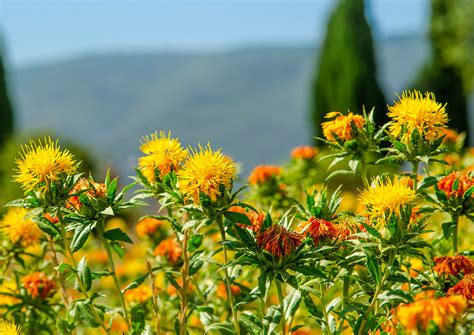 Demand for Australia's GM Safflower on the Rise- Crop Biotech Update (June 15, 2022) | Crop ...