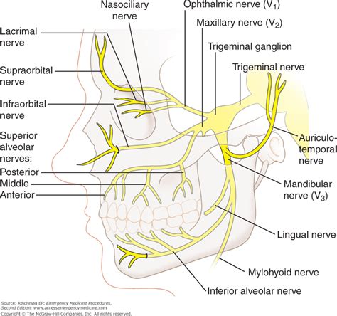 Trigeminal Nerve Anatomy