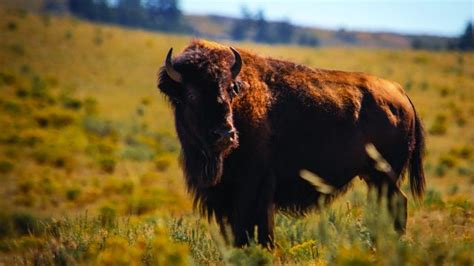 The Native American Legend of How the Buffalo were Released on Earth ...