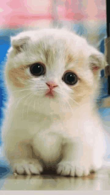 Cat Kitty GIF - Cat Kitty Cute - Discover & Share GIFs