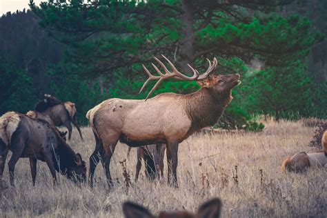 What Can You Hunt in Utah? A Guide to Hunting Seasons and Regulations | SkiEhive