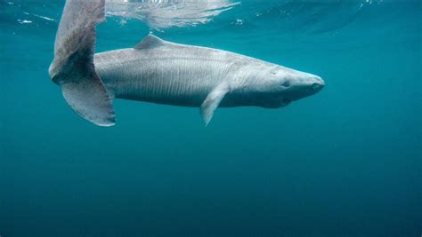 Greenland Sharks Say ‘Who Needs Food?’