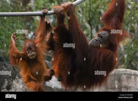 Mother and baby orangutan playing on ropes Stock Photo - Alamy