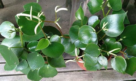 Peperomia Polybotrya: Is It Easy To Keep This Plant Alive? - Potted Well