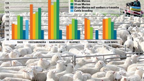 Sheep production analysed | The Land | NSW