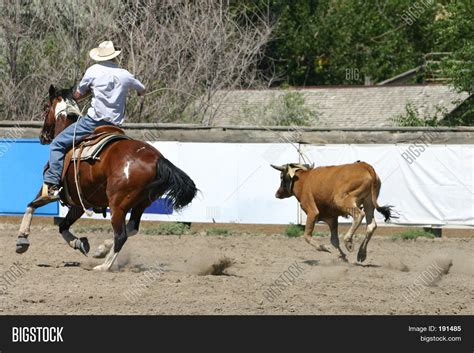 Calf Roping Image & Photo (Free Trial) | Bigstock