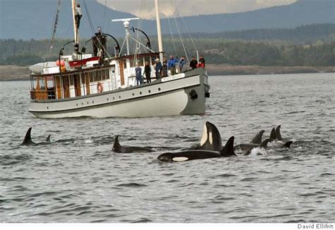 5 dozen killer whales believed to be hunting salmon off S.F. coast