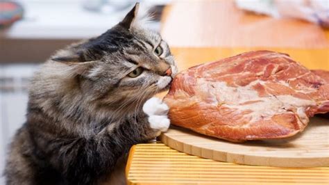 Best High Protein Low Carb Cat Food for 2021