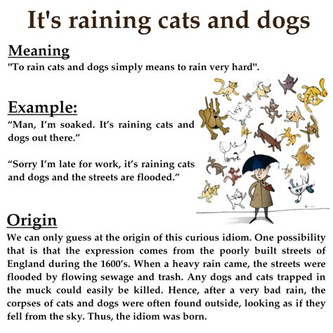 Raining Cats And Dogs Meaning - Cats Family