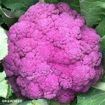 Cauliflower Seeds