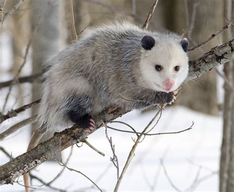 File:Opossum 2.jpg - Wikipedia, the free encyclopedia