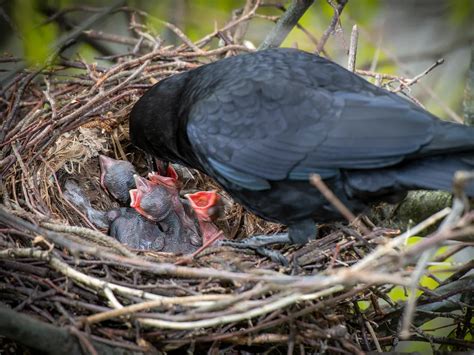 Crow Nesting (Complete Guide) | Bird Fact