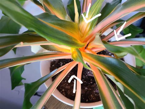 Orange Spider Plant Not Growing – House Plant Journal