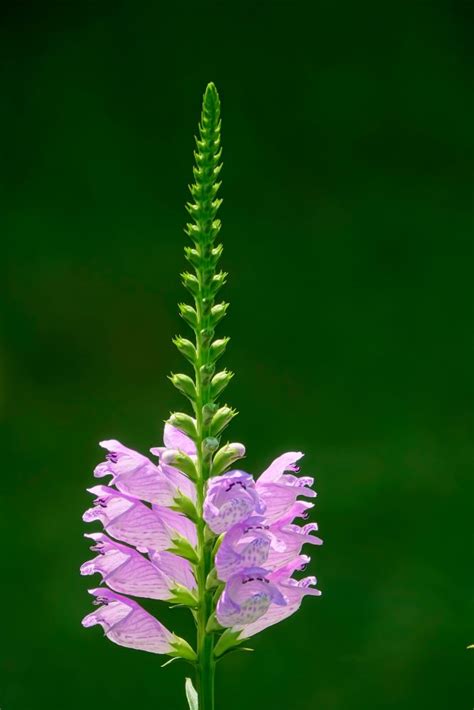 Buy Obedient Plant for Sale Online | Direct Native Plants