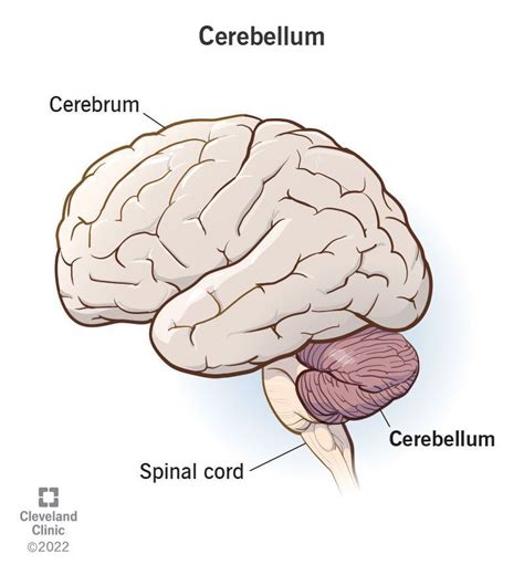 Cerebellum: What It Is, Function & Anatomy | Cerebellum anatomy, Medical school stuff, Anatomy ...