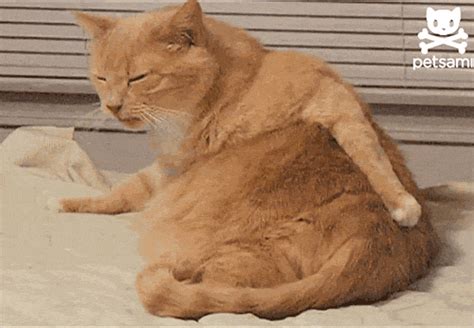 Butt Scratch GIFs - Find & Share on GIPHY