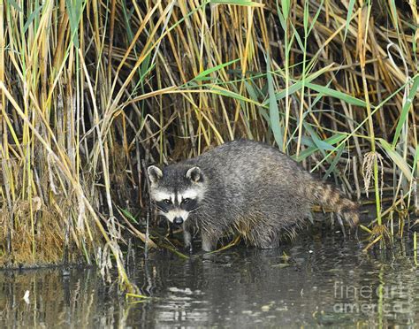 Common Raccoon Hunting Photograph by Dennis Hammer - Pixels