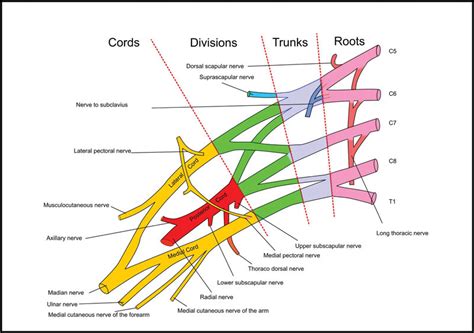 Schematic diagram of the normal brachial plexus. | Download Scientific ...