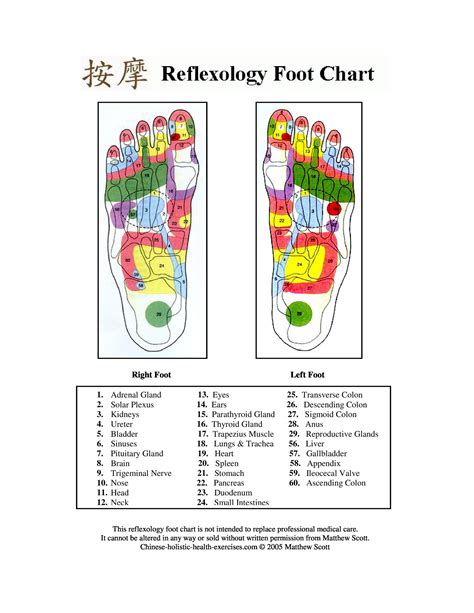 Printable Foot Reflexology Chart