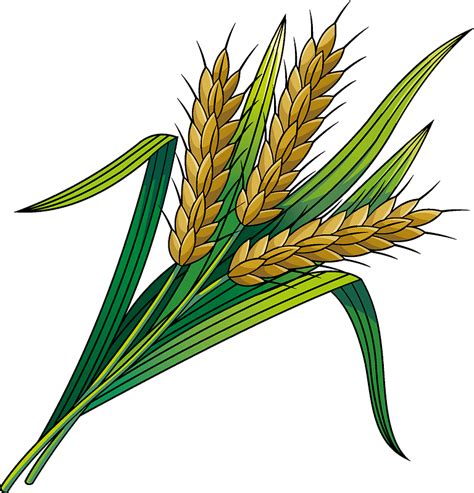 Wheat Transparent Png Clipart Images Free Download Fr - vrogue.co