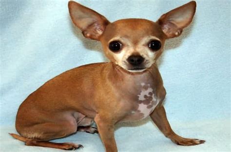 Deer Head Chihuahua Brown | Chihuahua, Chihuahua puppies, Deer chihuahua