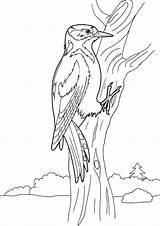 Woodpecker Coloring Pages sketch template