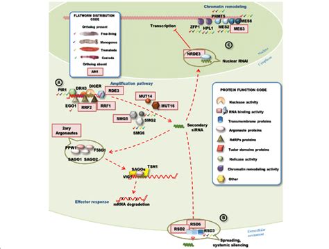 RNAi amplification, spreading and transcriptional gene silencing... | Download Scientific Diagram