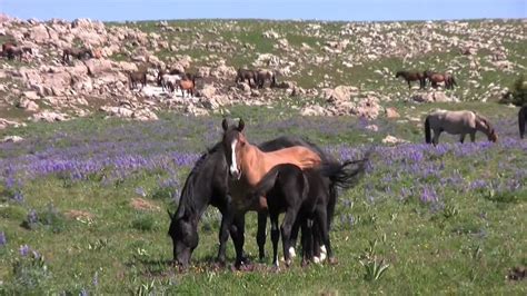 The Wild Horses of Pryor Mountain, Montana - YouTube