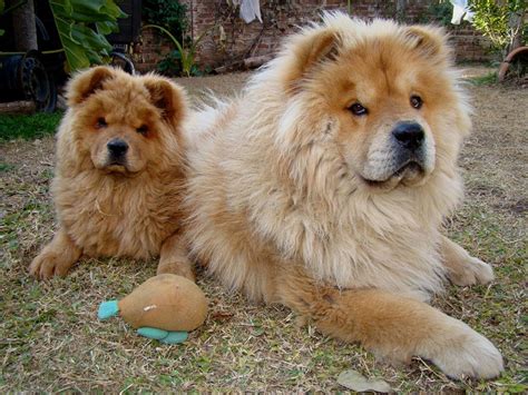 Chow Chow | Caes racas, Cães chow chow, Material do cão