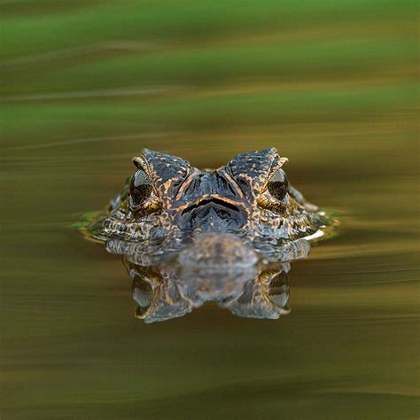 Yacare Caiman and Water | Sean Crane Photography