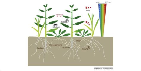 Biogenic volatile organic compounds and plant competition: Trends in ...