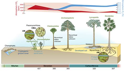 The origin and evolution of mycorrhizal symbioses: from palaeomycology ...