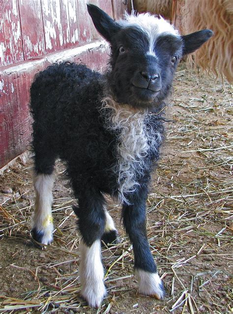 Red Brick Road Farm Icelandic Sheep & Wool: Happy Icelandic Lambs!