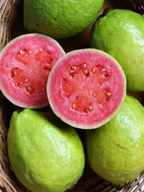 Pink Guava Psidium guajave Myrtaceac 10 Seeds ThailandMrk - Plants & Seedlings