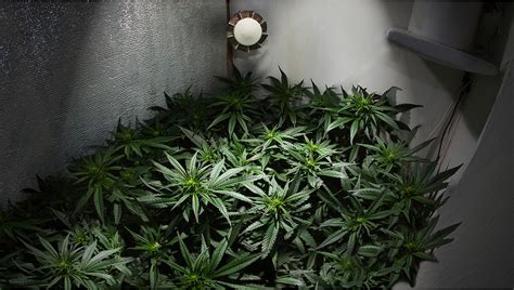 DIY Grow Room: Build Your Cannabis Indoor Grow | Fast Buds