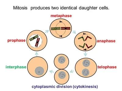 Daughter Cell from Mitosis Chromosomes