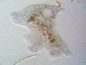 Amoeboids (Sarcodina) Amoeba Proteus - Live Protozoa Specimens