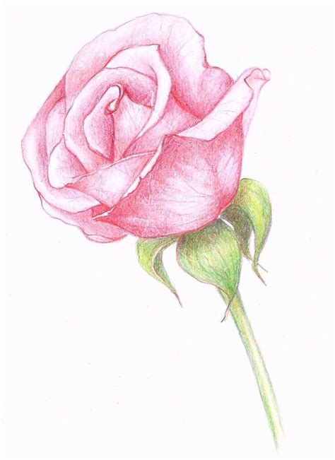 Resultado de imagem para flower drawing in pencil | Realistic flower drawing, Roses drawing ...