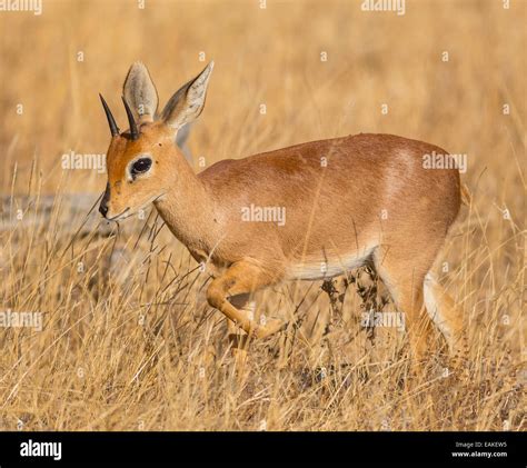 KRUGER NATIONAL PARK, SOUTH AFRICA - Steenbok, a small antelope Stock Photo: 75416801 - Alamy