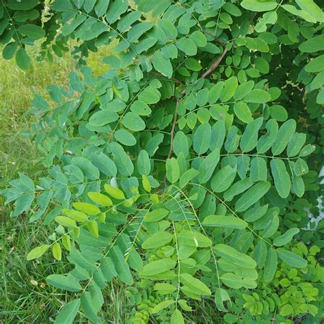 identification - Identifying this (locust?) tree? - Gardening & Landscaping Stack Exchange