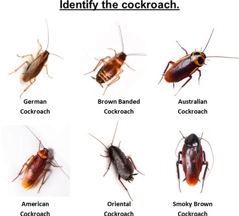 Download Cockroach Identification Chart | Wallpapers.com