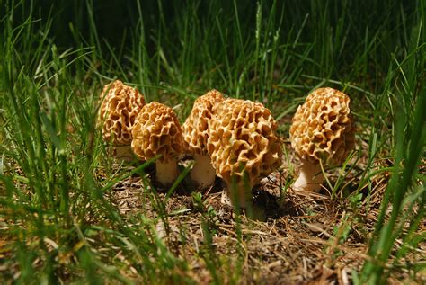 Five Things you need to know about Michigan Morel Mushrooms - Absolute Michigan