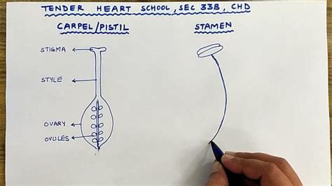 Structure of Carpel and Stamen, Biology, Class 8 - YouTube