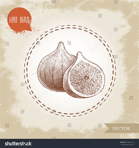 Hand Drawn Sketch Figs Vintage Eco Stock Vector (Royalty Free ...