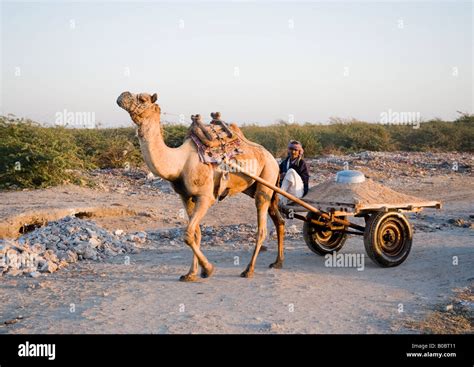 Mode of transport in India: Camel cart is used to transport sand, cement, or other heavy goods ...