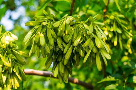 Ash Tree Seeds on Branch stock photo. Image of helicopter - 240488496