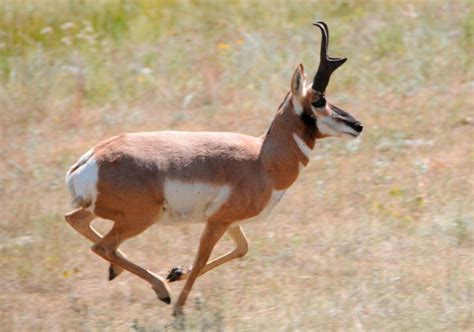 The Fastest Animals on the Planet Revealed