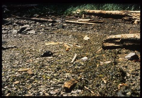 Exxon Valdez Oil Spill - 0006 | Oil remains after 2nd treatm… | Flickr